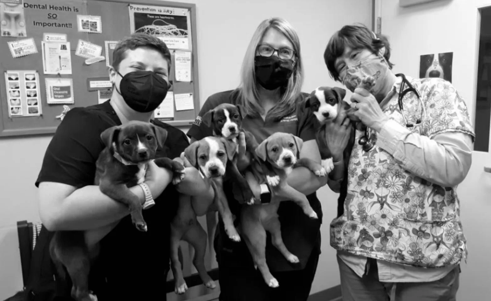 Three staff members holding a litter of puppies